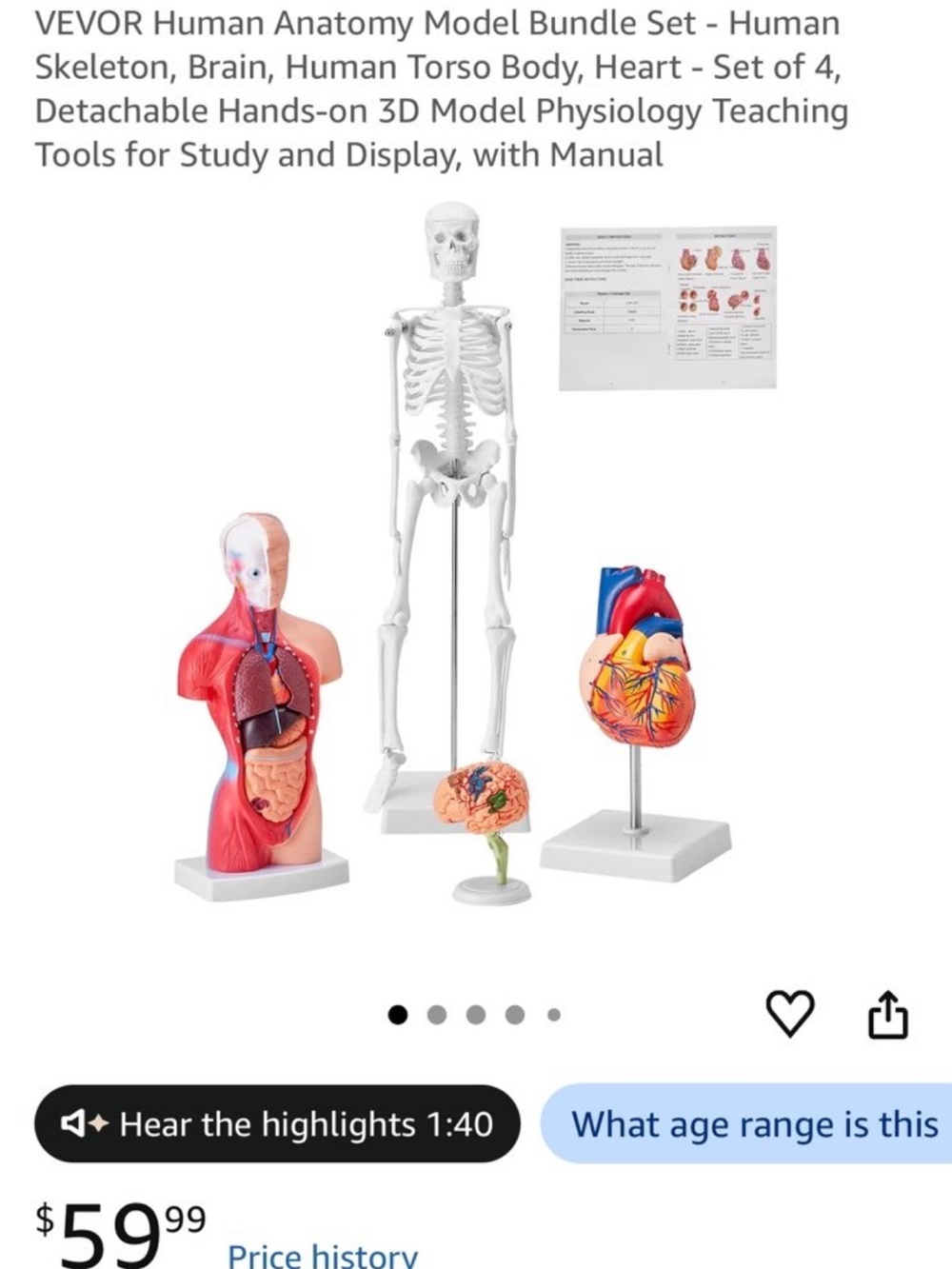 Human Anatomy Model Bundle - White Skeleton & Multicolor Torso, Heart, Brain